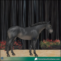Horse Color:Black 