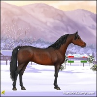 Horse Color:Brown 