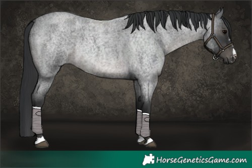Horse Color:Blue Roan Rabicano 