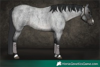 Horse Color:Blue Roan Rabicano 