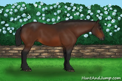 Horse Color:Gray Bay 