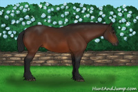 Horse Color:Gray Bay 