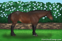 Horse Color:Gray Bay 