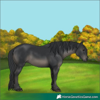Horse Color:Black 