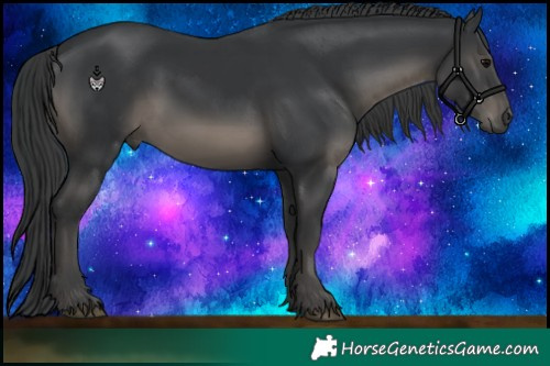 Horse Color:Black 