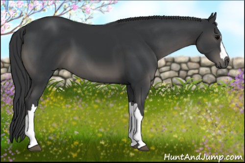 Horse Color:Black 