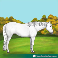 Horse Color:Gray Black 