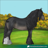 Horse Color:Black 