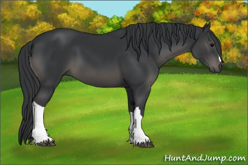 Horse Color:Black 