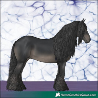 Horse Color:Black 