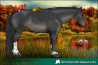 Horse Color:Black Tobiano 