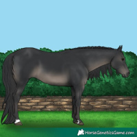 Horse Color:Black 