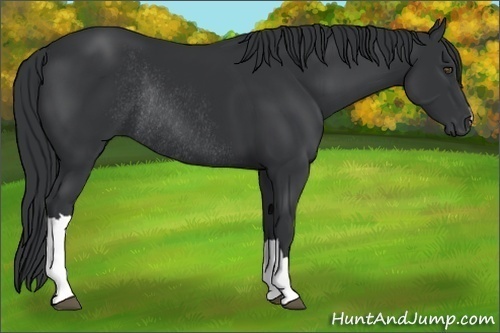 Horse Color:Black Rabicano
