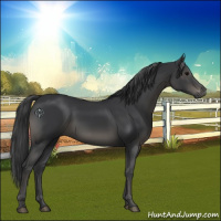 Horse Color:Black 