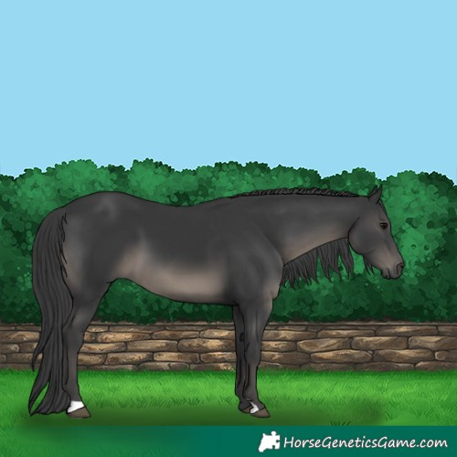 Horse Color:Black 