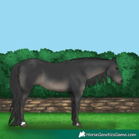 Horse Color:Black 