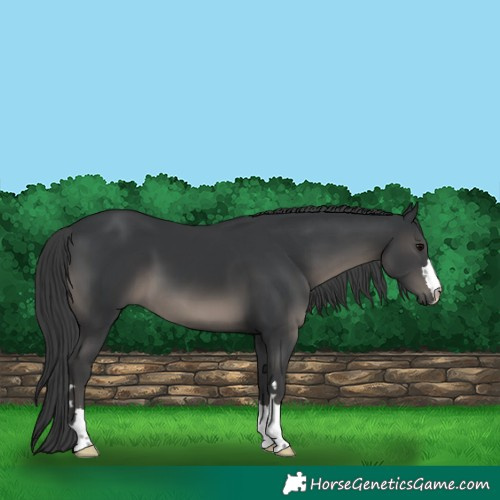 Horse Color:Black 