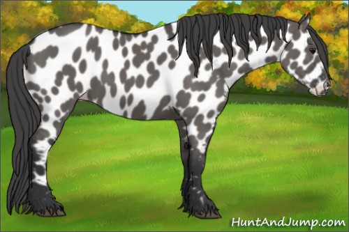 Horse Color:Grullo Appaloosa 