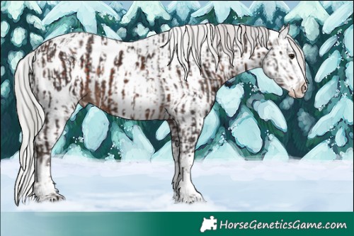 Horse Color:Silver Brown Mushroom Sabino Splash Tobiano Near Leopard and White Spotted Silver Brown Chinchilla Sabino Splash Leopard