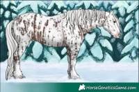 Horse Color:Silver Brown Mushroom Sabino Splash Tobiano Appaloosa and White Spotted Silver Brown Chinchilla Sabino Splash Appaloosa