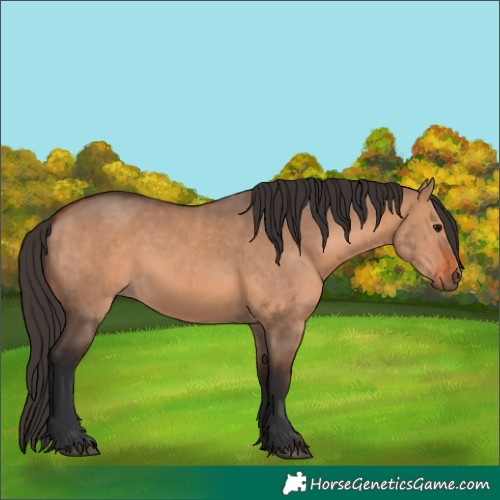 Horse Color:Bay Dun  and Bay Dun 