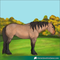 Horse Color:Bay Dun  and Bay Dun 