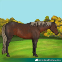 Horse Color:Liver Chestnut 