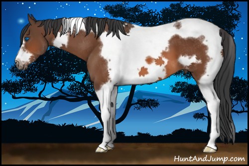 Horse Color:Bay Tobiano Frame 