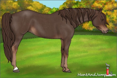 Horse Color:Liver Red Roan 