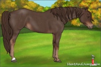 Horse Color:Liver Red Roan 