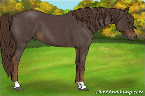 Horse Color:Liver Red Roan 