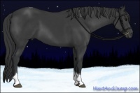 Horse Color:Black Tobiano 