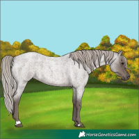 Horse Color:Silver Blue Roan 