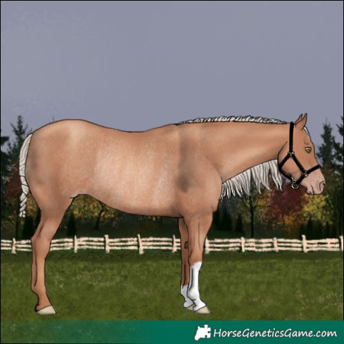 Horse Color:Gold Champagne Rabicano