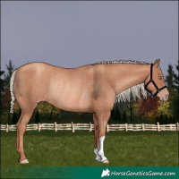 Horse Color:Gold Champagne Rabicano 