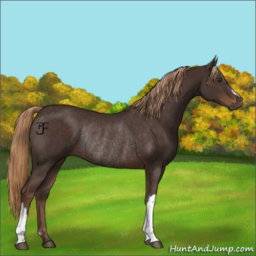 Horse Color:Liver Chestnut Rabicano 