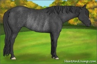 Horse Color:Black Rabicano