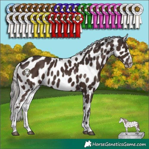 Horse Color:Liver Chestnut Mushroom Appaloosa 