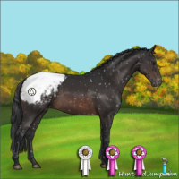 Horse Color:Brown Appaloosa