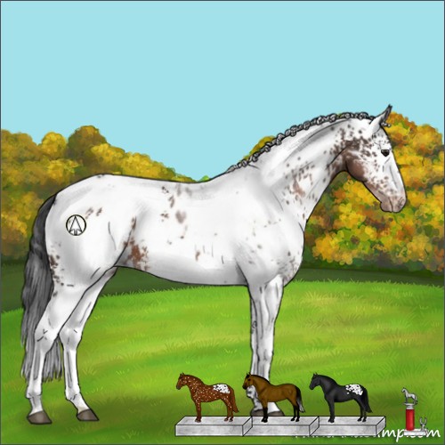 Horse Color:White Spotted Brown Appaloosa 