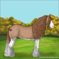 Horse Color:Chestnut Splash 