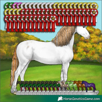 Horse Color:Painted Plaid Red Dun Onyx Sabino Appaloosa