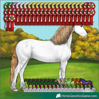 Horse Color:Painted Plaid Red Dun Onyx Sabino Appaloosa