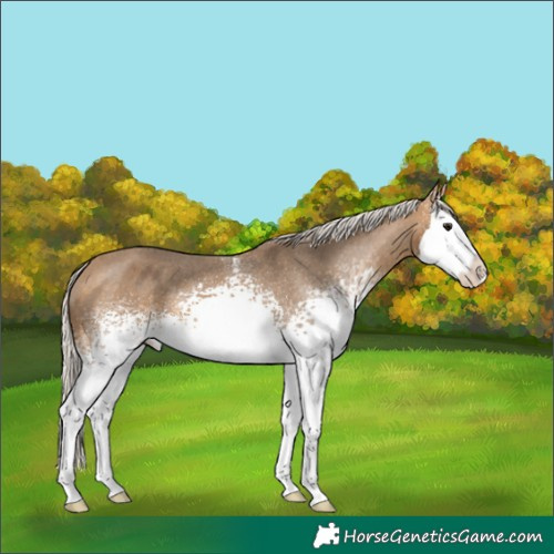Horse Color:White Spotted Silver Buckskin Sabino Splash Appaloosa 