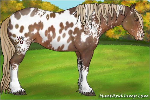 Horse Color:White Spotted Liver Chestnut Appaloosa 