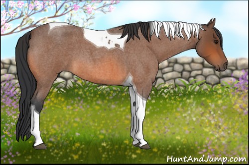 Horse Color:Bay Roan Tobiano 