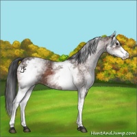 Horse Color:White Spotted Bay
