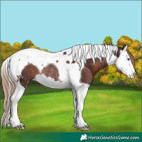 Horse Color:Liver Chestnut Splash Tobiano Rabicano 