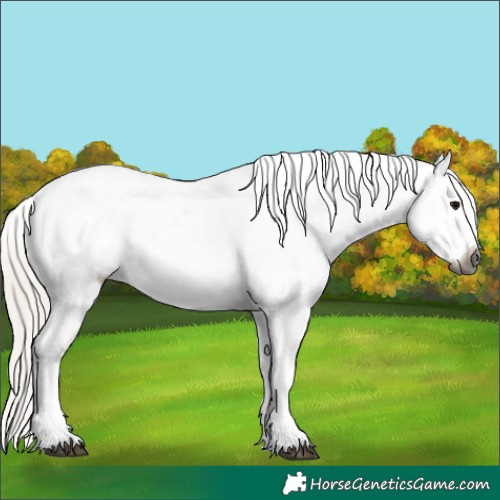 Horse Color:Gray White Spotted Silver Black Tobiano Appaloosa 