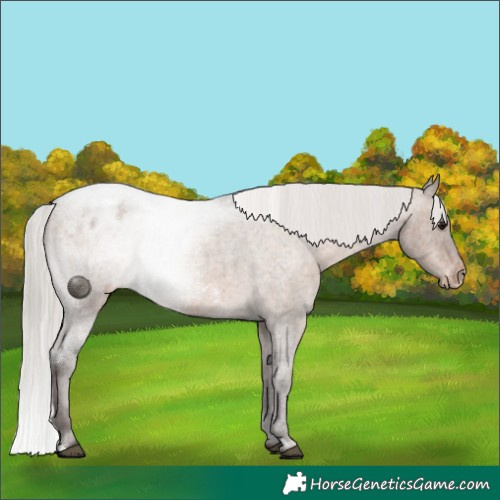 Horse Color:Silver Brown Roan Dun Appaloosa